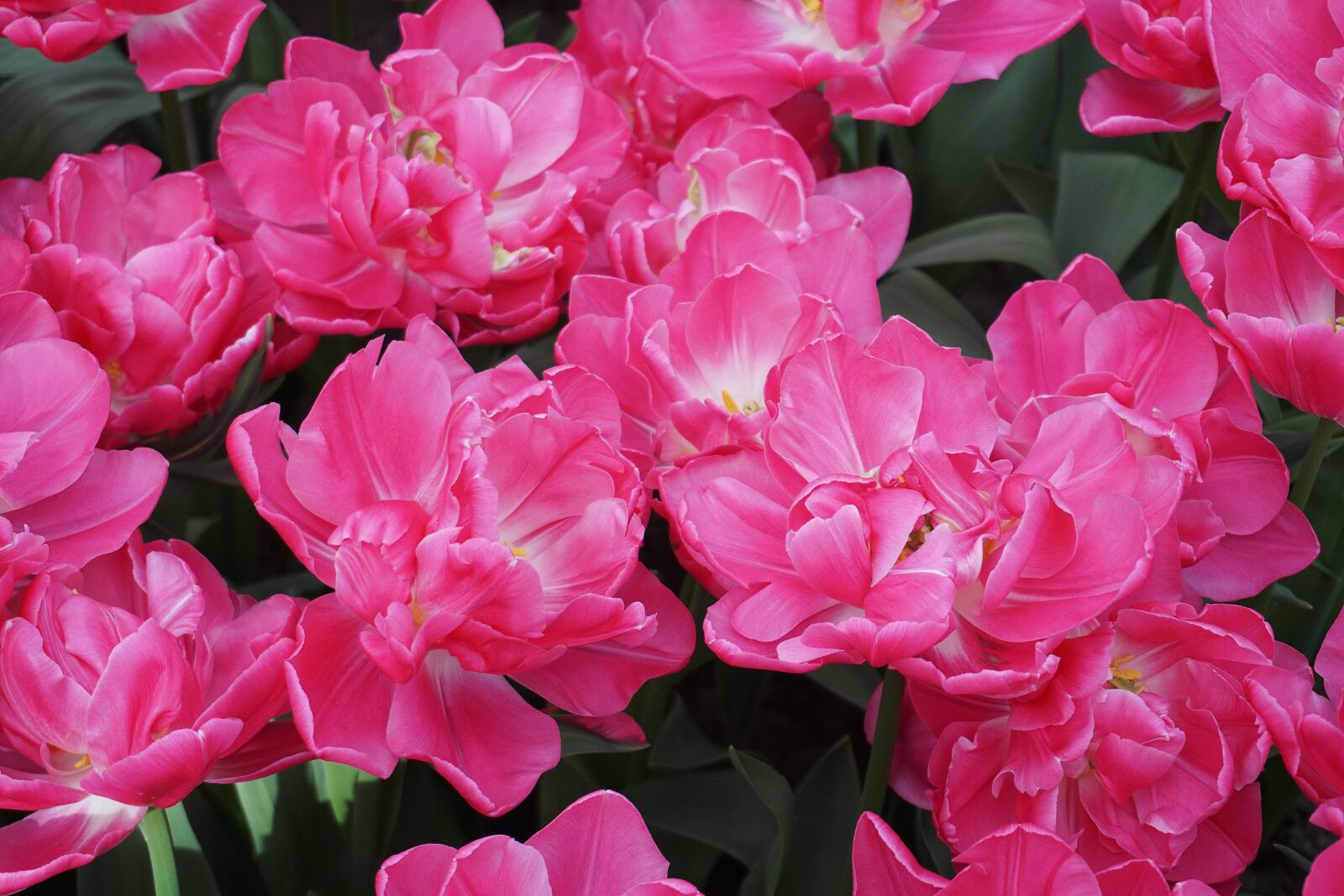 Sony a5100 sample photo. Tulips, flowers, spring photography