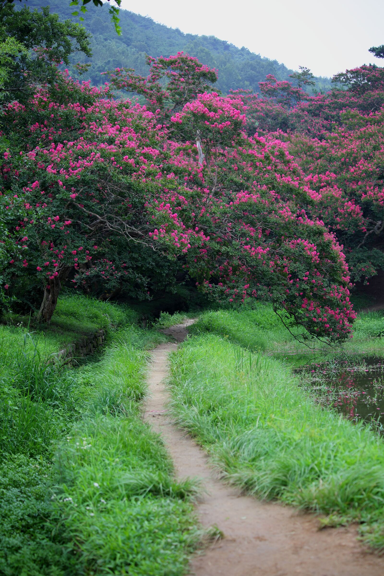 Canon EF 70-300mm F4-5.6 IS USM sample photo. Nature, wood, scenery photography