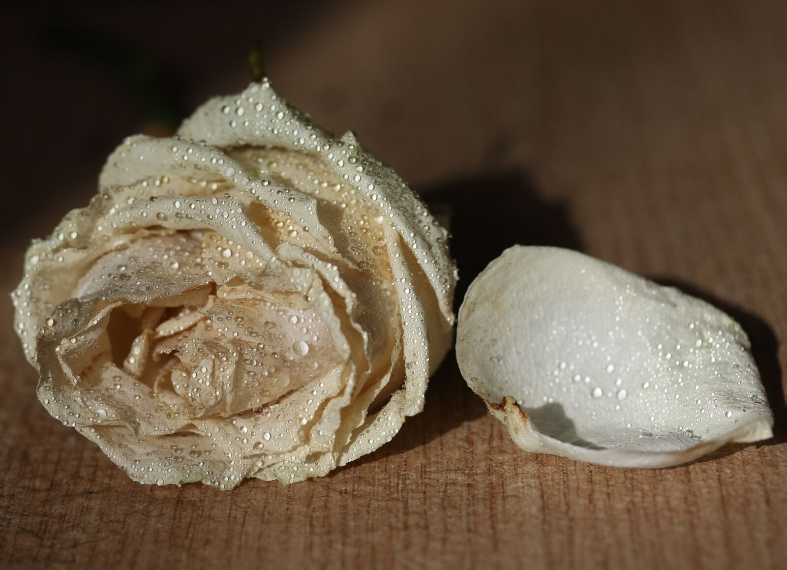 Canon EF-S 60mm F2.8 Macro USM sample photo. Rose, white, petals photography