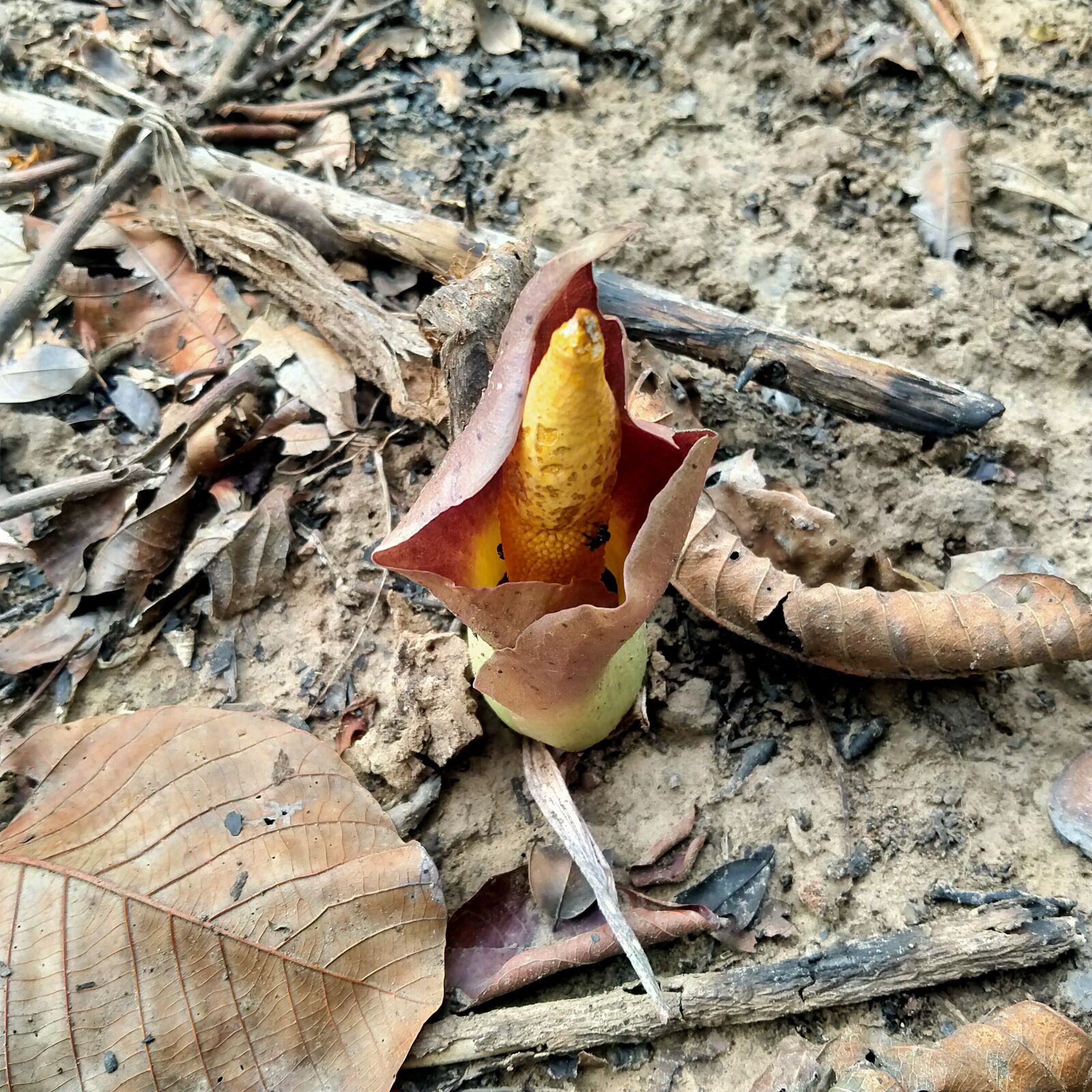 OPPO A5 2020 sample photo. Nature, flower, warm photography