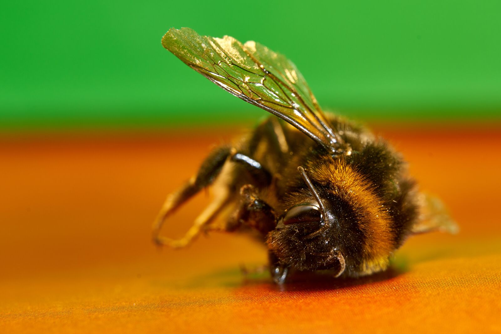 Tamron 28-75mm F2.8 Di III RXD sample photo. Bee, macro, insect photography