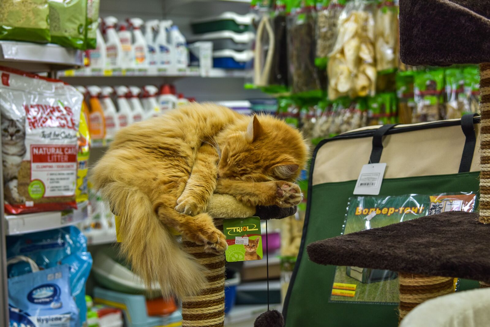 Nikon D5500 sample photo. Cat, bed, animal photography