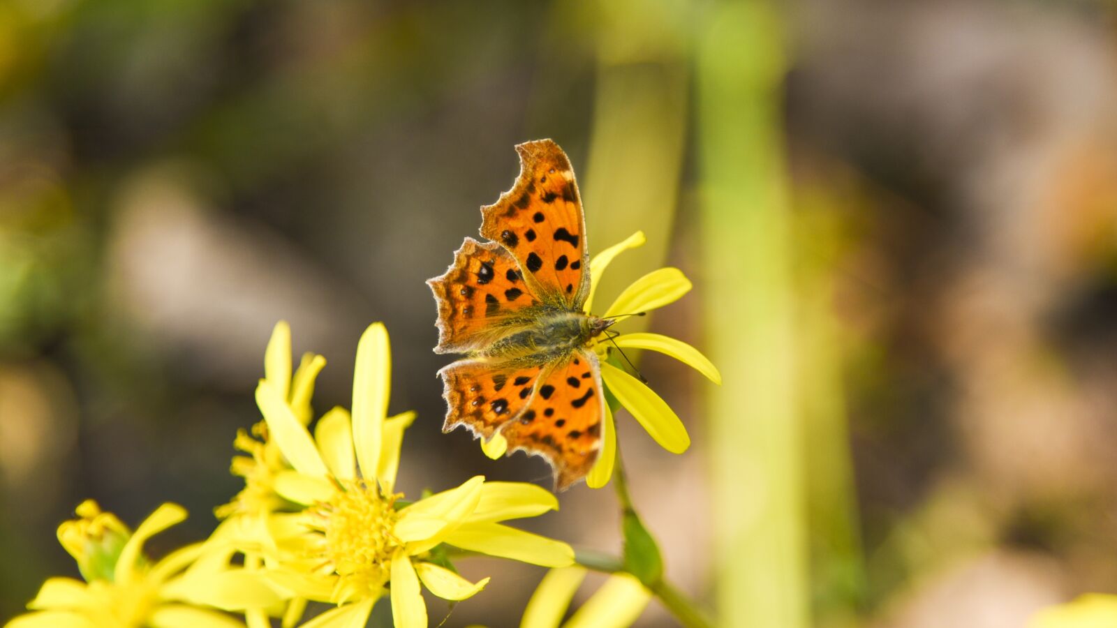 Nikon D750 sample photo. Butterfly, animal, flowers photography