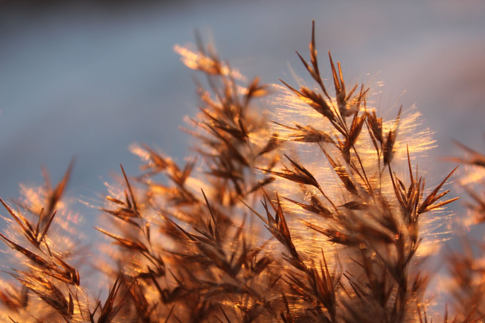 Canon EOS 550D (EOS Rebel T2i / EOS Kiss X4) sample photo. Grass, sun, nature photography