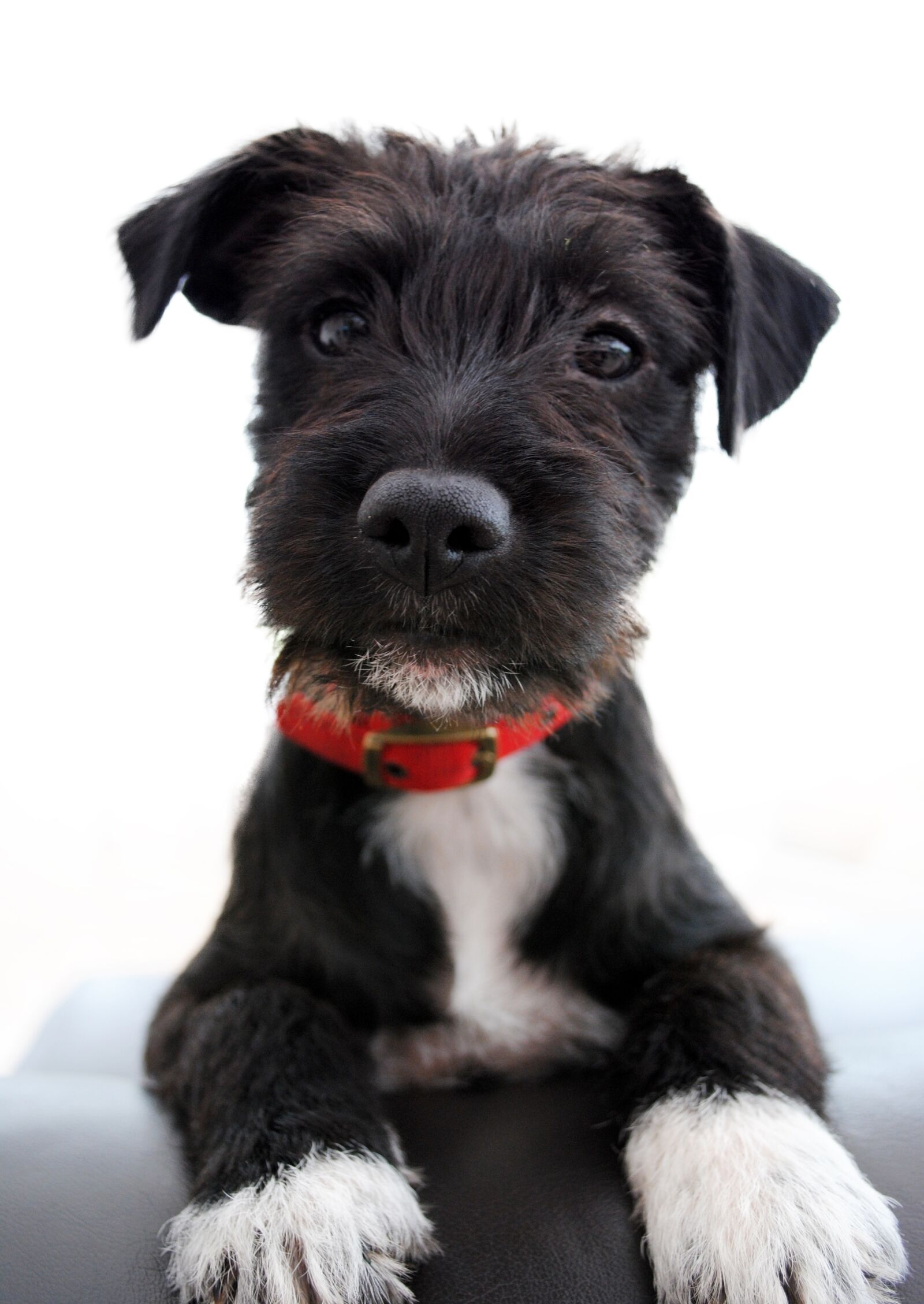 Nikon D3000 sample photo. Adorable, cute, collar photography