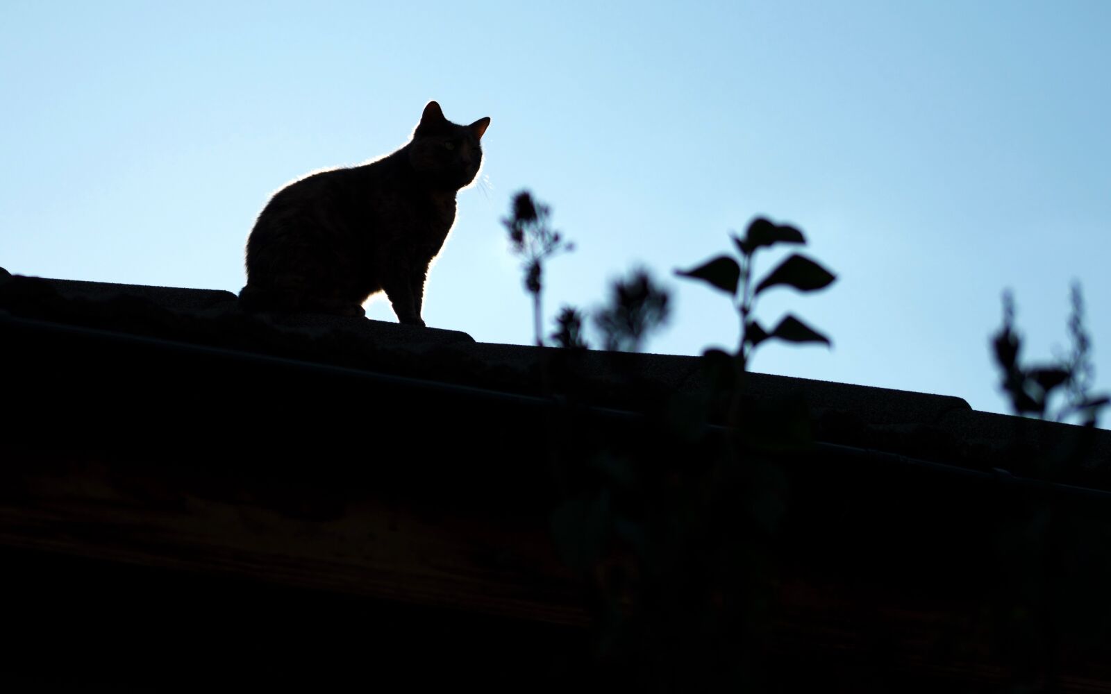 Nikon D5300 sample photo. Silhouette, cat, seated photography