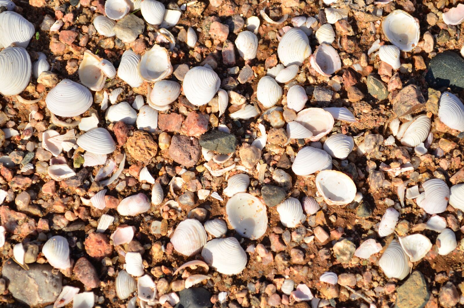 Nikon D5100 sample photo. Shells, sand, beach photography