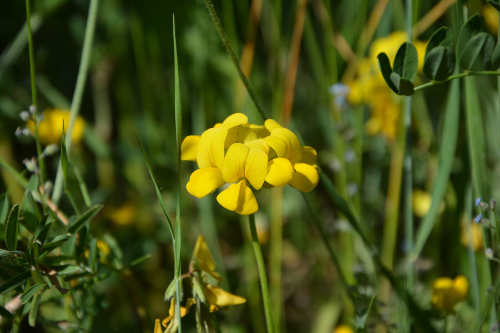 Nikon D7100 sample photo. Flower, nature, summer photography