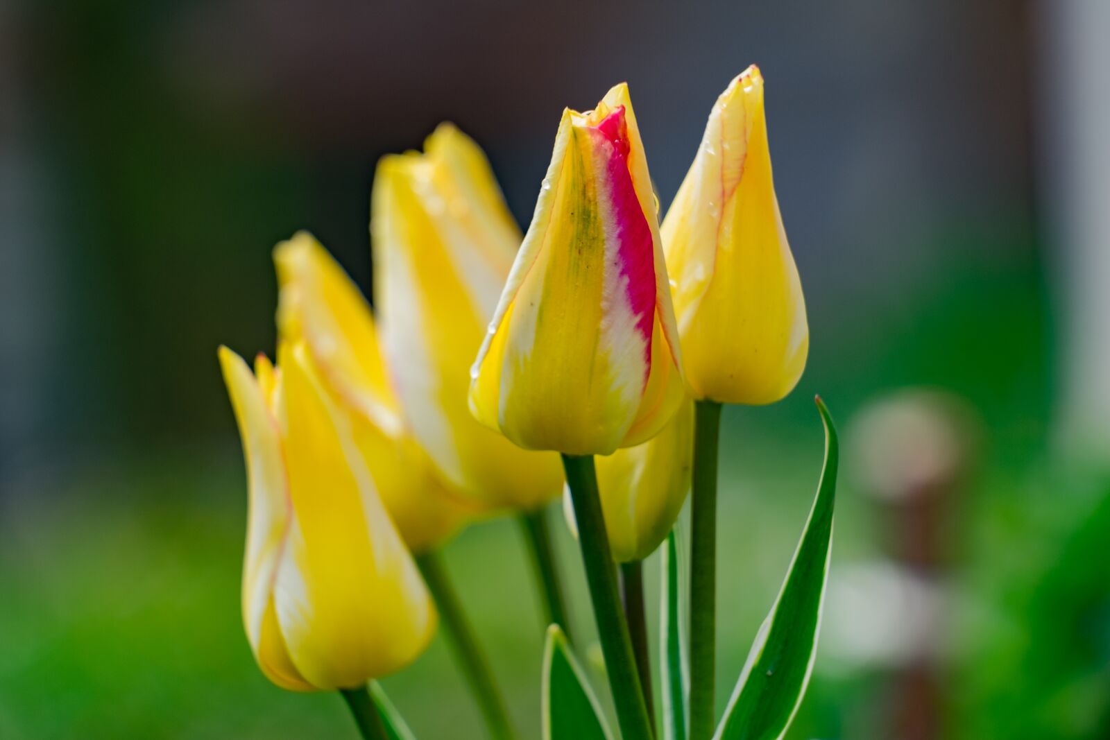 Fujifilm XF 55-200mm F3.5-4.8 R LM OIS sample photo. Tulip, flower, garden photography