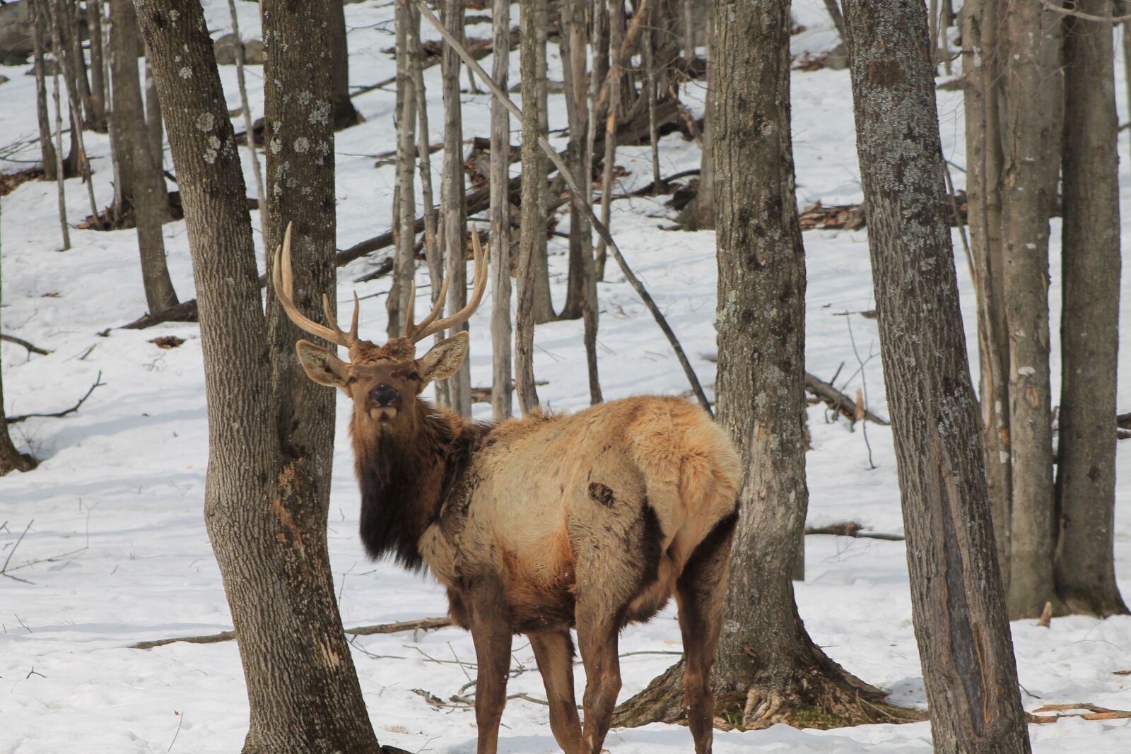 Canon EOS 1100D (EOS Rebel T3 / EOS Kiss X50) sample photo. Reindeer, wood, winter photography