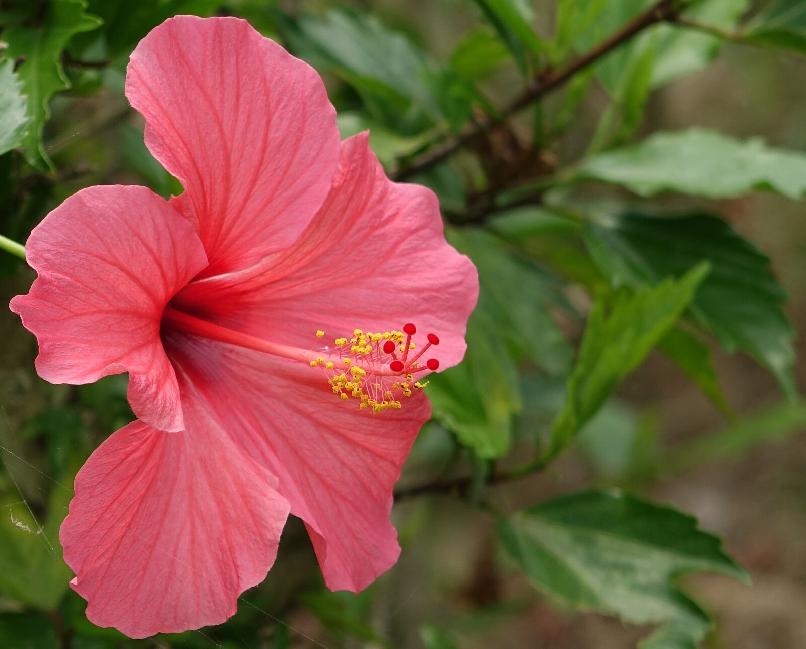 Sony Cyber-shot DSC-RX10 sample photo. Hibiscus, fuso, china roses photography