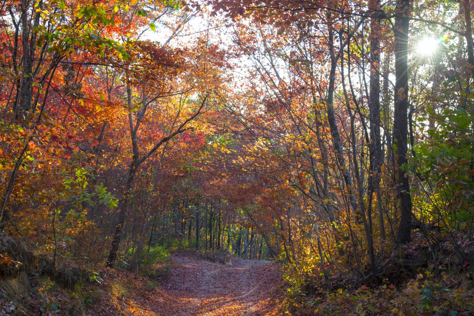 Nikon D610 sample photo. Forest, sunlight, landscape photography