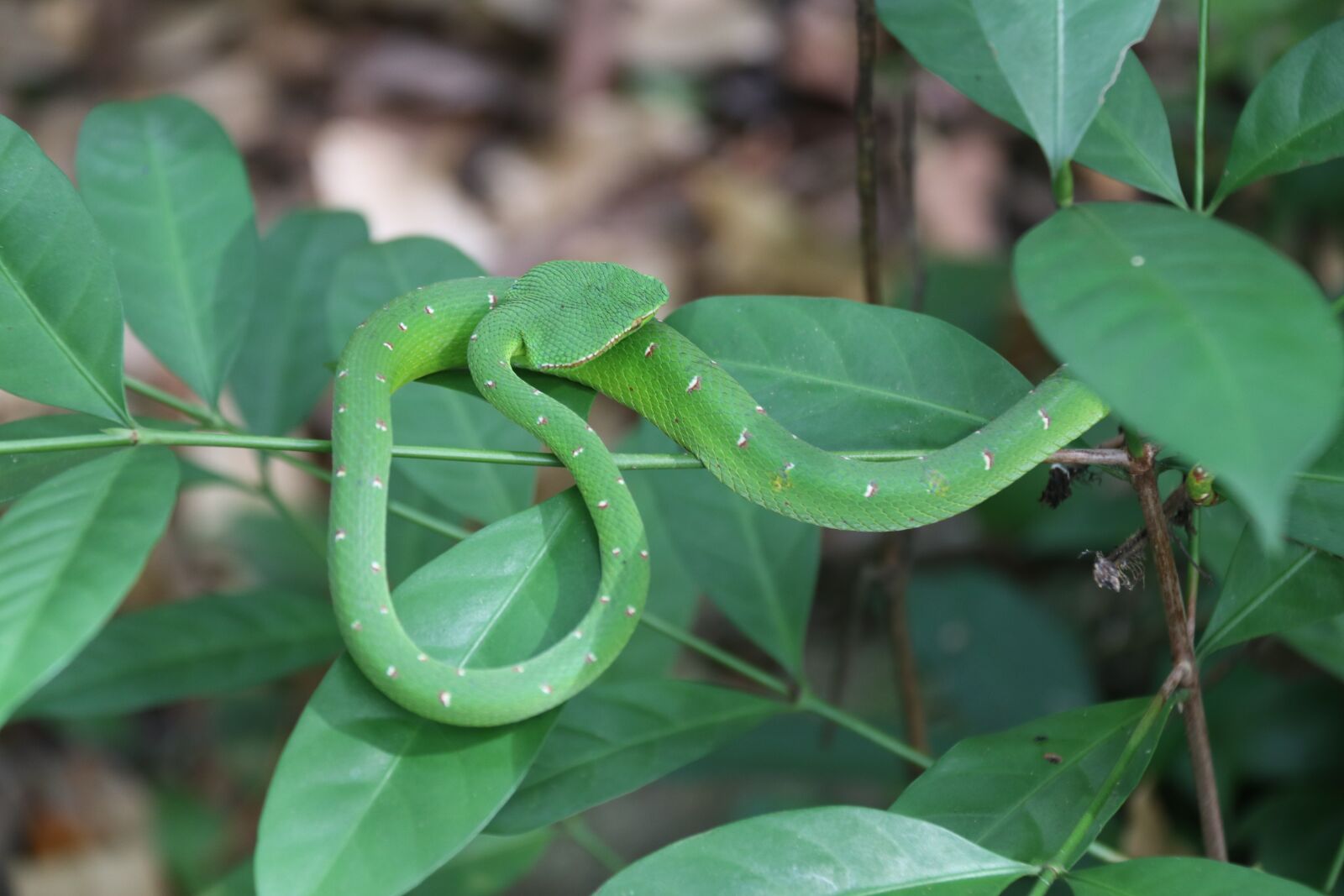 Canon EF-S 18-200mm F3.5-5.6 IS sample photo. Wildlife, reptile, snake photography