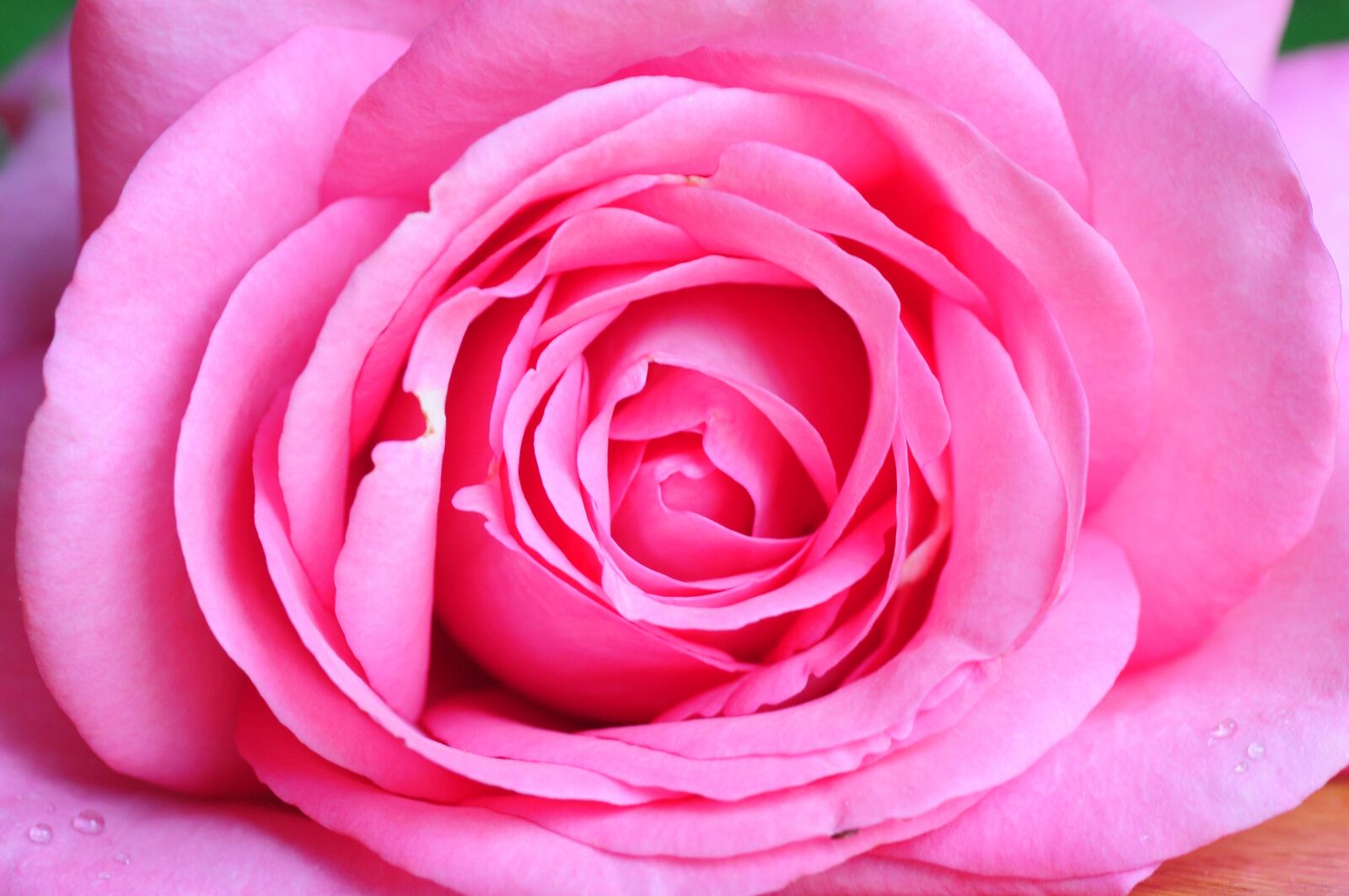 Nikon D300S sample photo. Rose, blossom, bloom photography