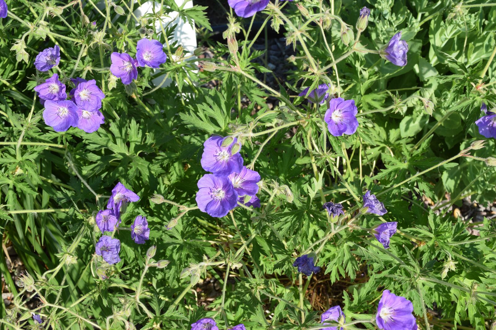 Nikon D5300 sample photo. Purple, flowers, lavender photography