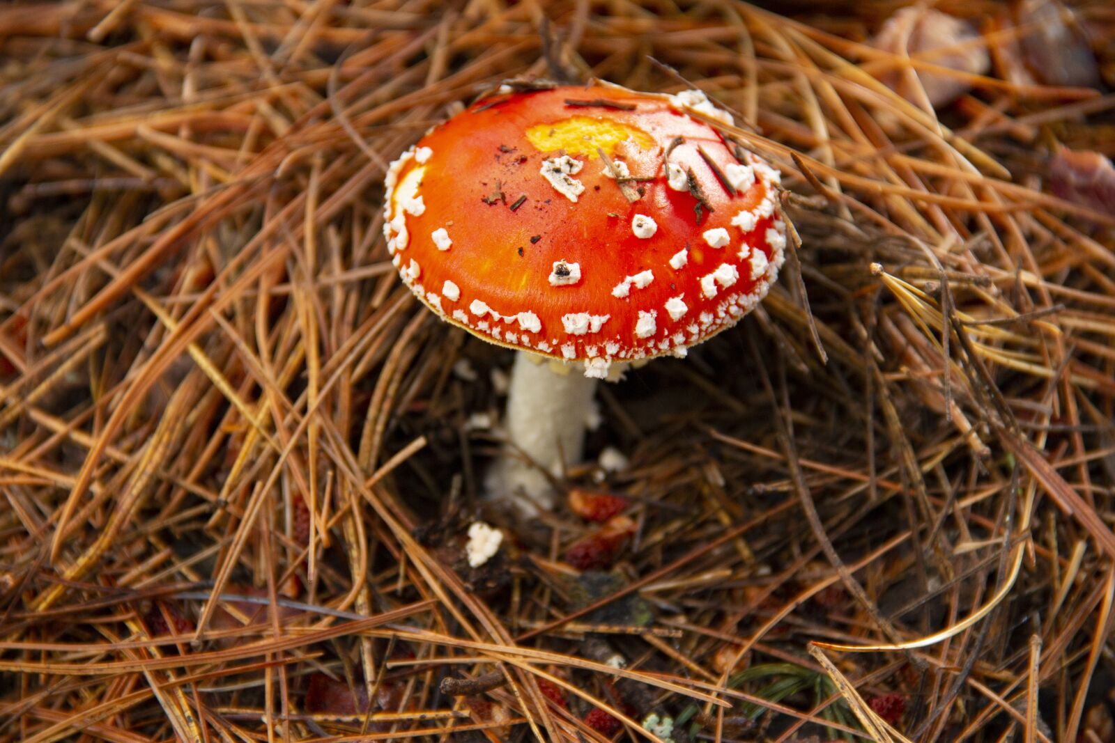 Canon EOS 70D + Canon EF-S 18-135mm F3.5-5.6 IS sample photo. Fly agaric, hat, mushroom photography
