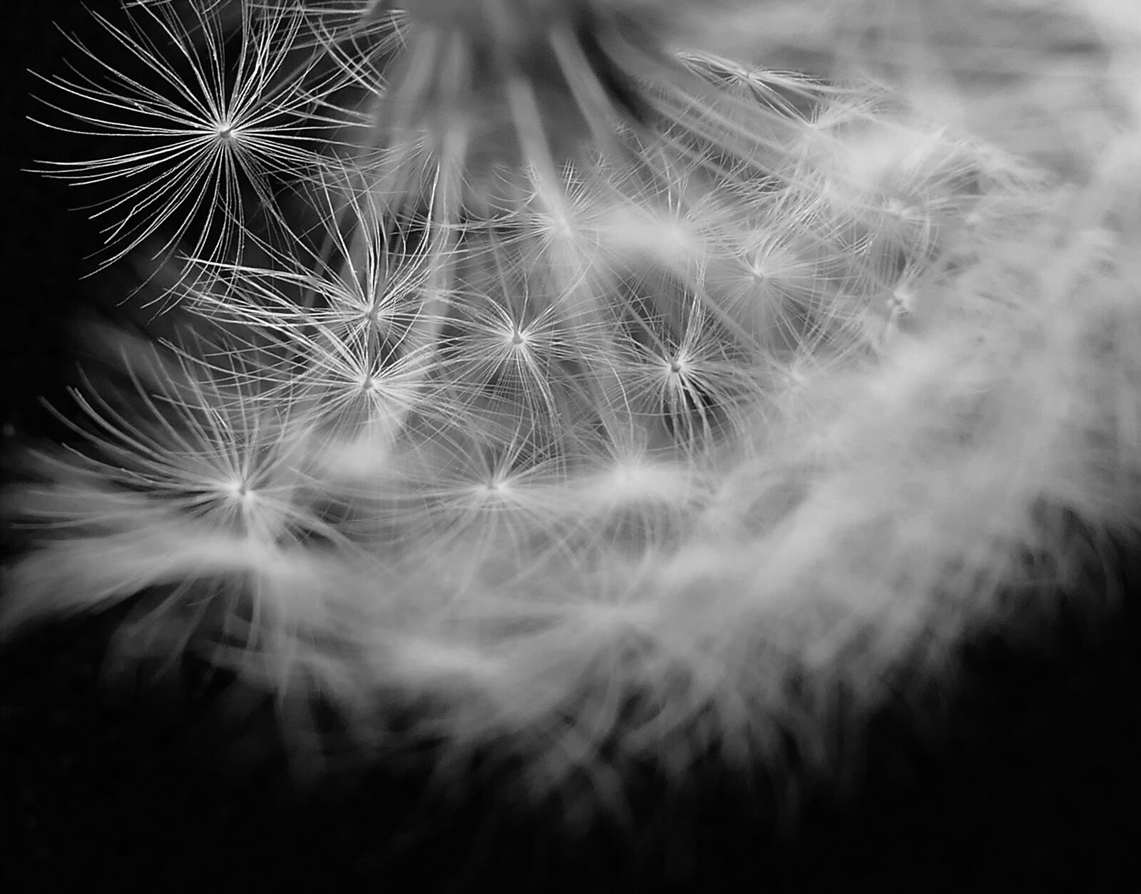 Panasonic Lumix DMC-LX10 (Lumix DMC-LX15) sample photo. Dandelion, dandelion flower, umbrella photography