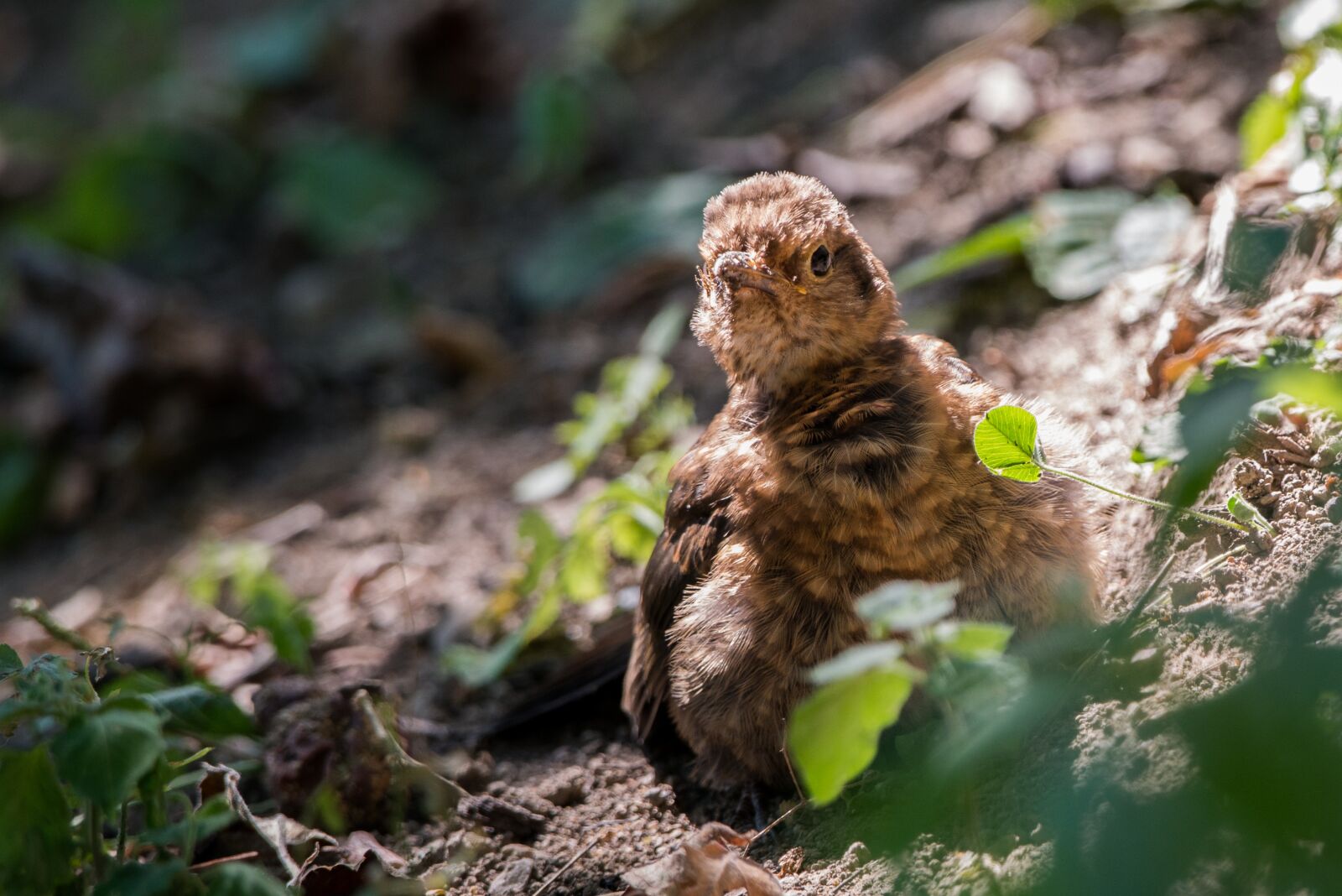 Nikon D800 sample photo. Bird, nature, animal photography