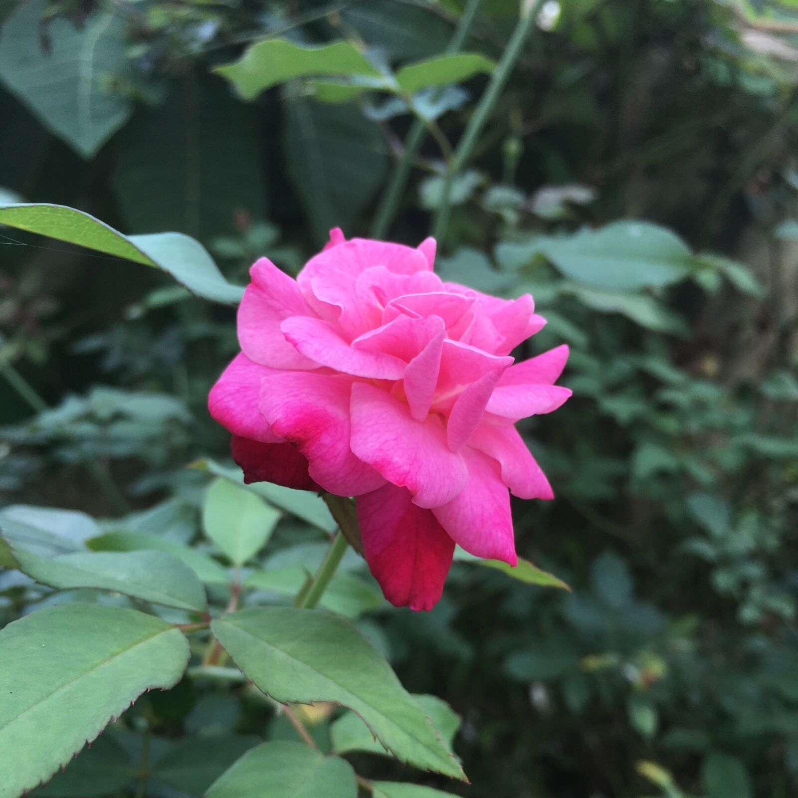 Apple iPhone 6s sample photo. Rose, roses photography