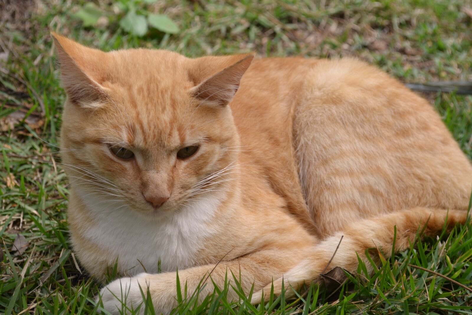 Nikon D3100 sample photo. Cat, animal, beige photography