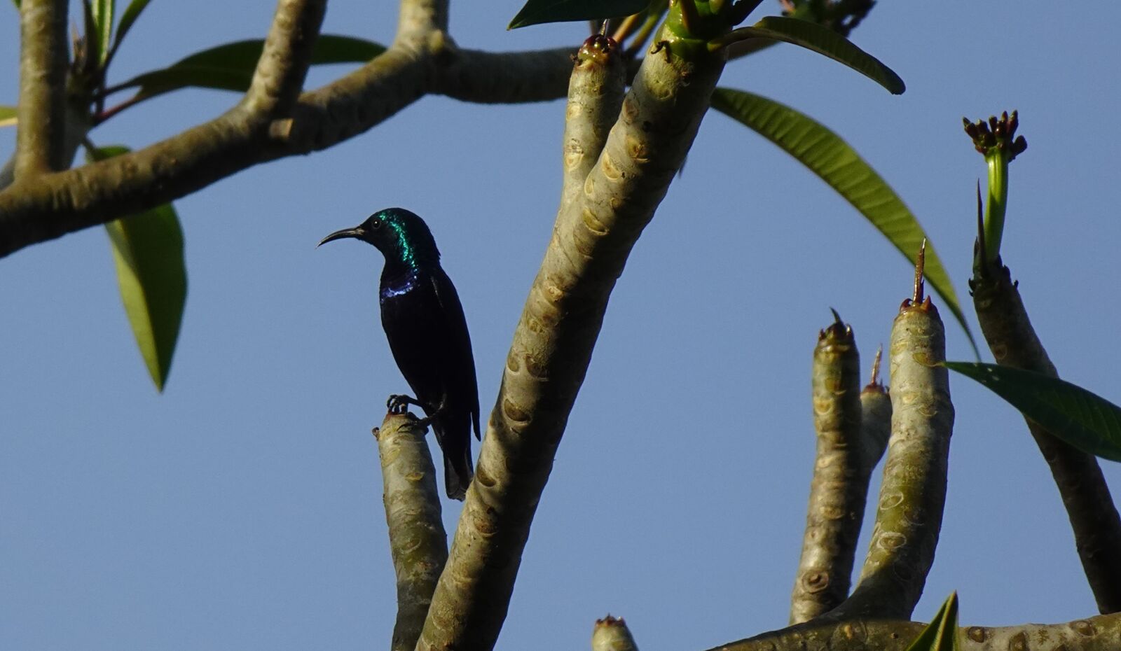 Sony DSC-WX800 sample photo. Bird, purple sunbird, cinnyris photography