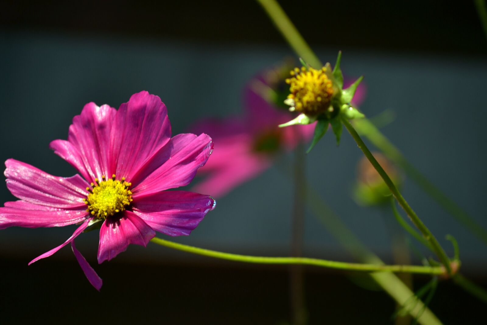 Nikon D3100 sample photo. Cosmea, bright flower, blooming photography