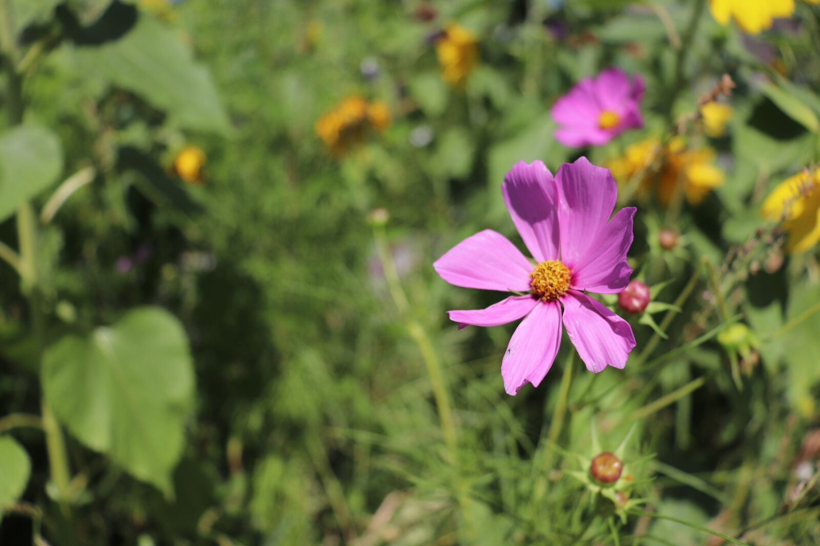 Canon EOS 800D (EOS Rebel T7i / EOS Kiss X9i) sample photo. Flower, meadow, nature photography