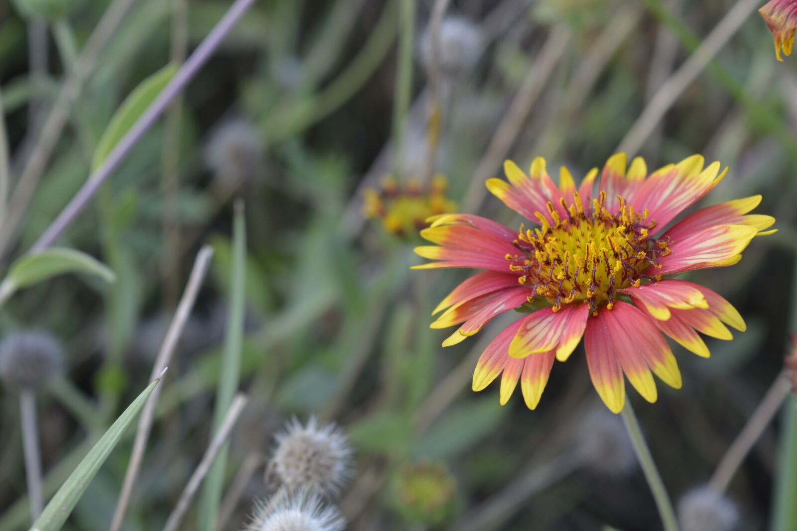 Nikon D5200 sample photo. Nature, flower, flora photography
