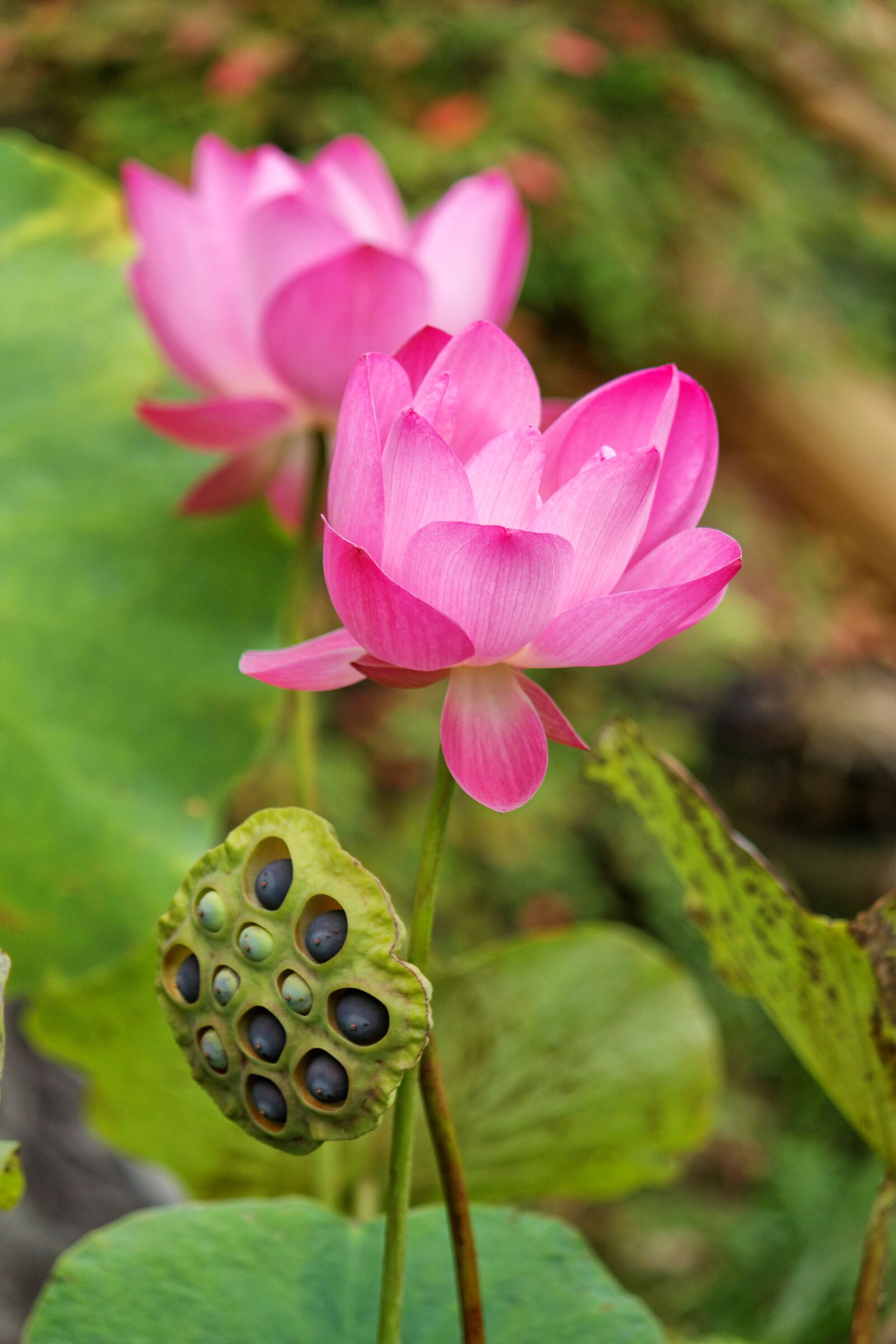 Canon EOS 500D (EOS Rebel T1i / EOS Kiss X3) sample photo. Lotus, lotus root, water photography