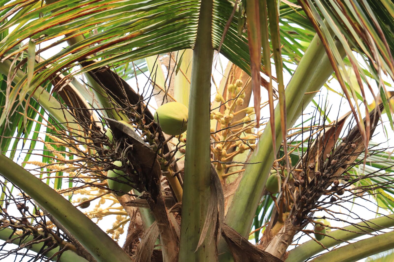 Canon EOS 250D (EOS Rebel SL3 / EOS Kiss X10 / EOS 200D II) sample photo. Kerala, palm tree, coconut photography
