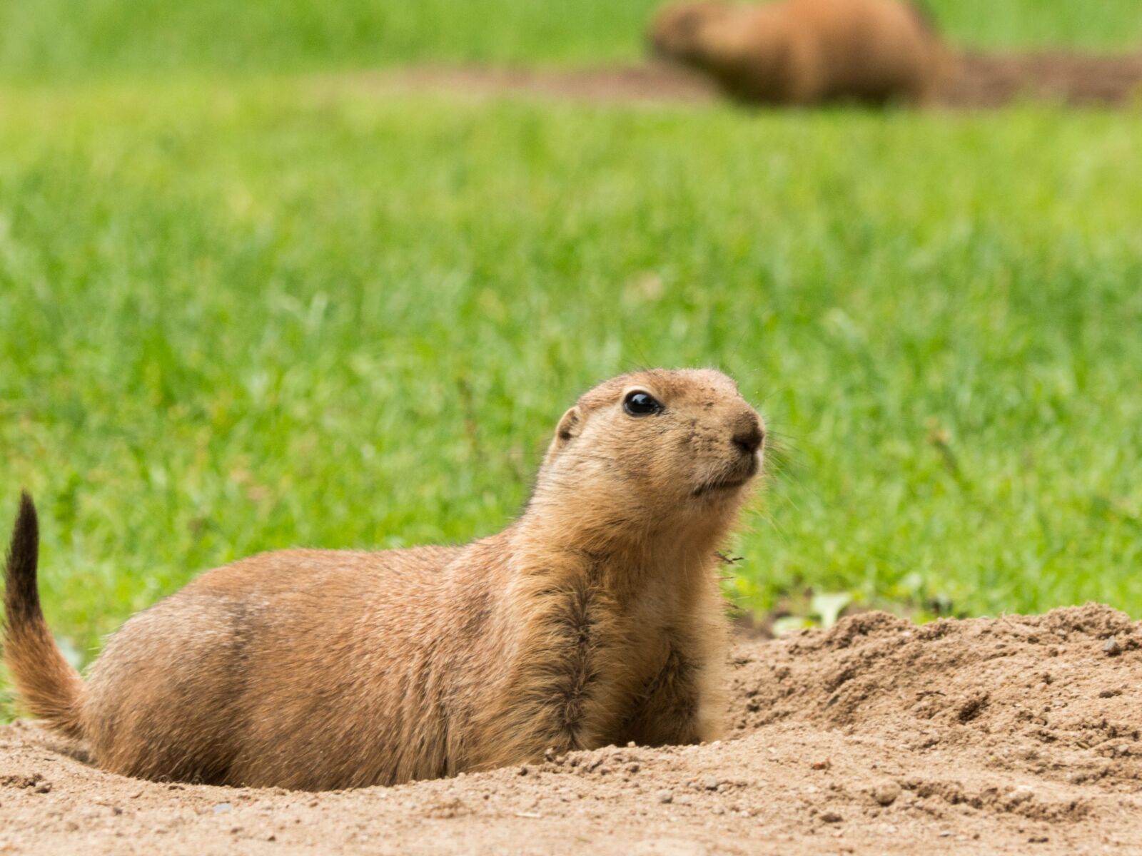 Panasonic Lumix DMC-FZ200 sample photo. Marmot, zoo, rodent photography