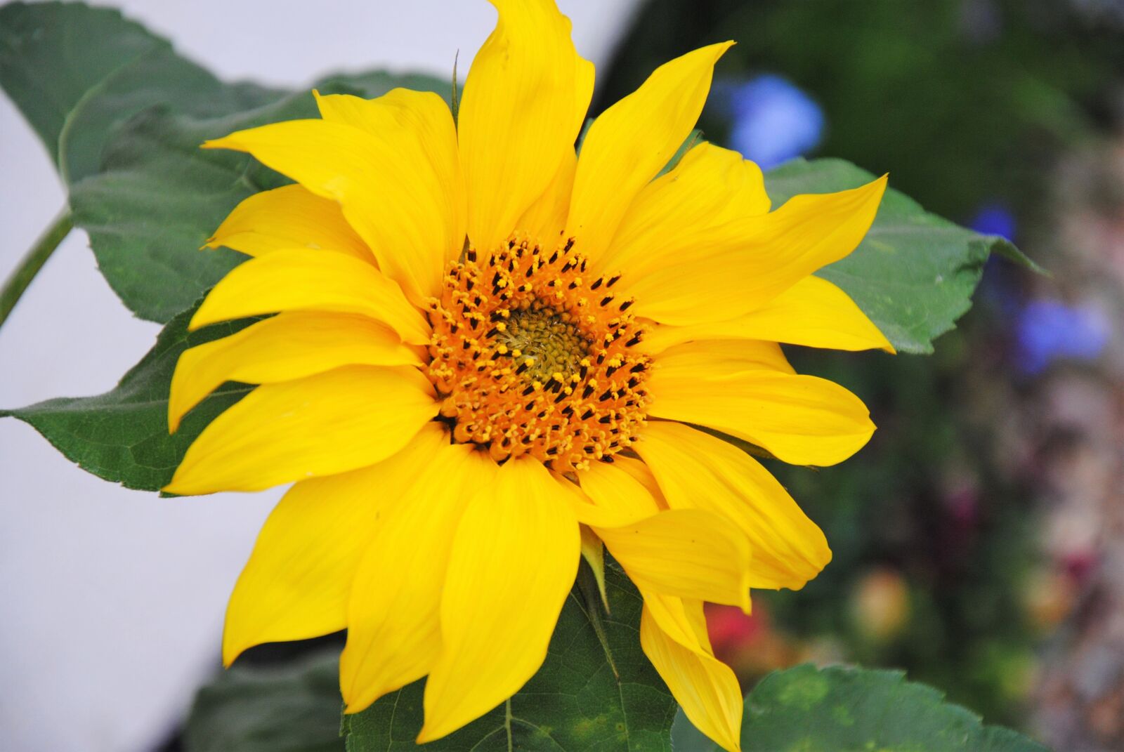 Nikon D3000 sample photo. Sunflower, yellow flower, summer photography