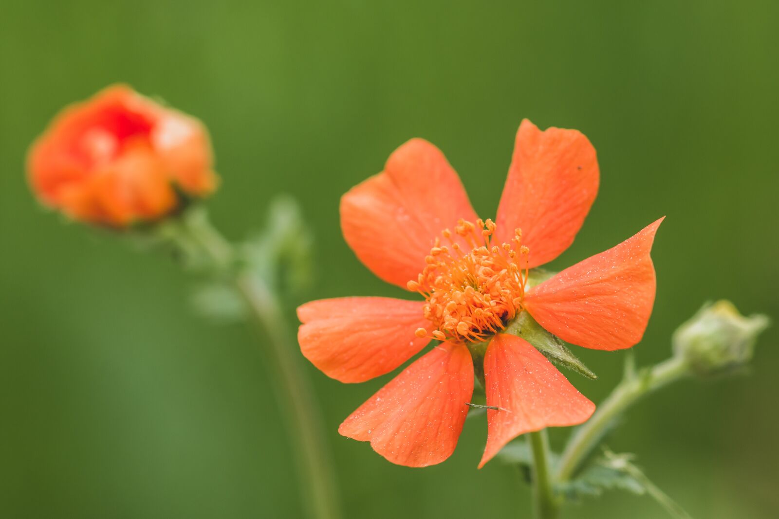 Canon EOS 70D sample photo. Flower, bokeh, orange photography