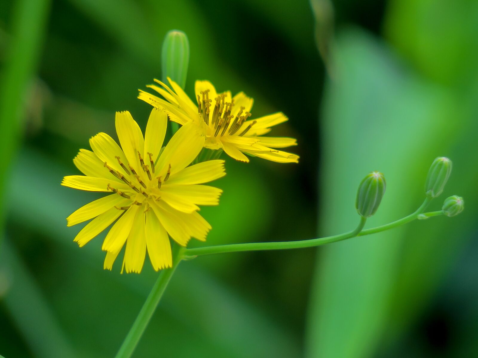 Canon PowerShot G3 X sample photo. Nature, plant, flower photography