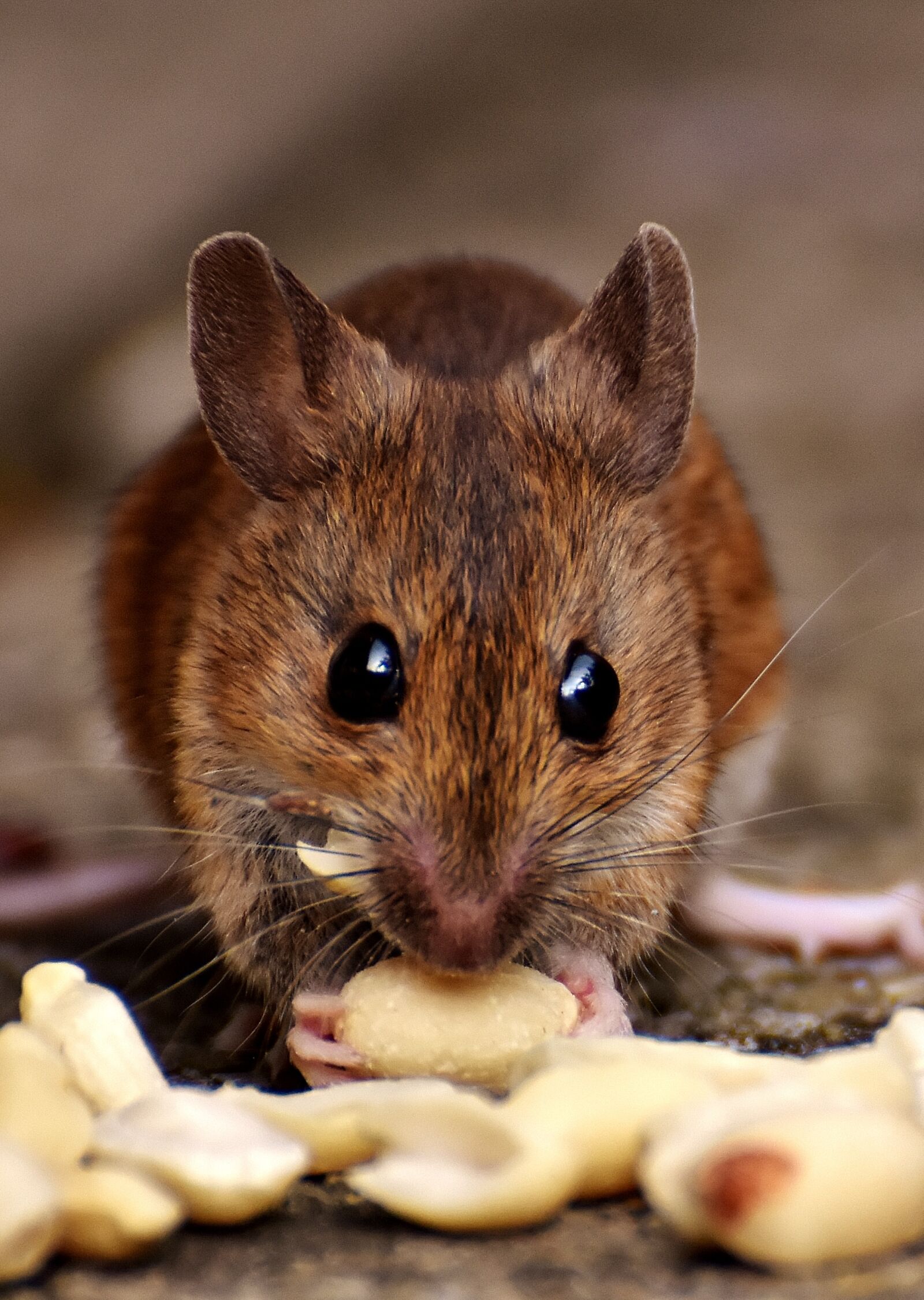 Nikon D7200 sample photo. Wood mouse, nager, cute photography