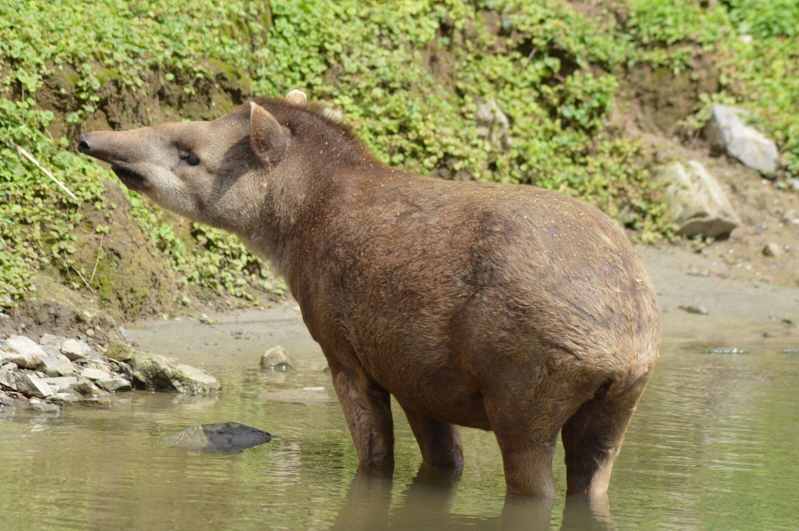 Nikon D3200 sample photo. Tapir, animal, water photography