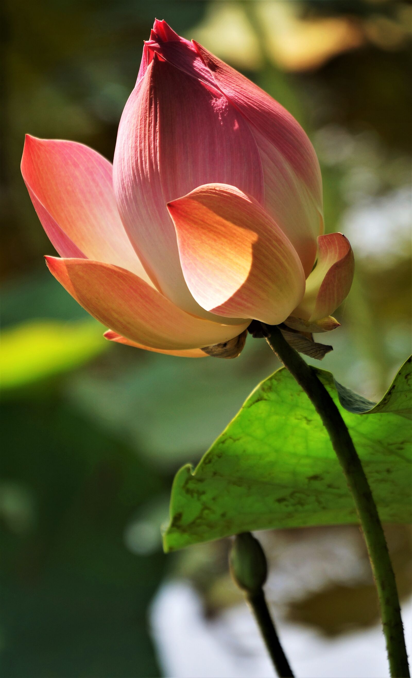Sony Alpha NEX-7 sample photo. Water, lily, lotus photography