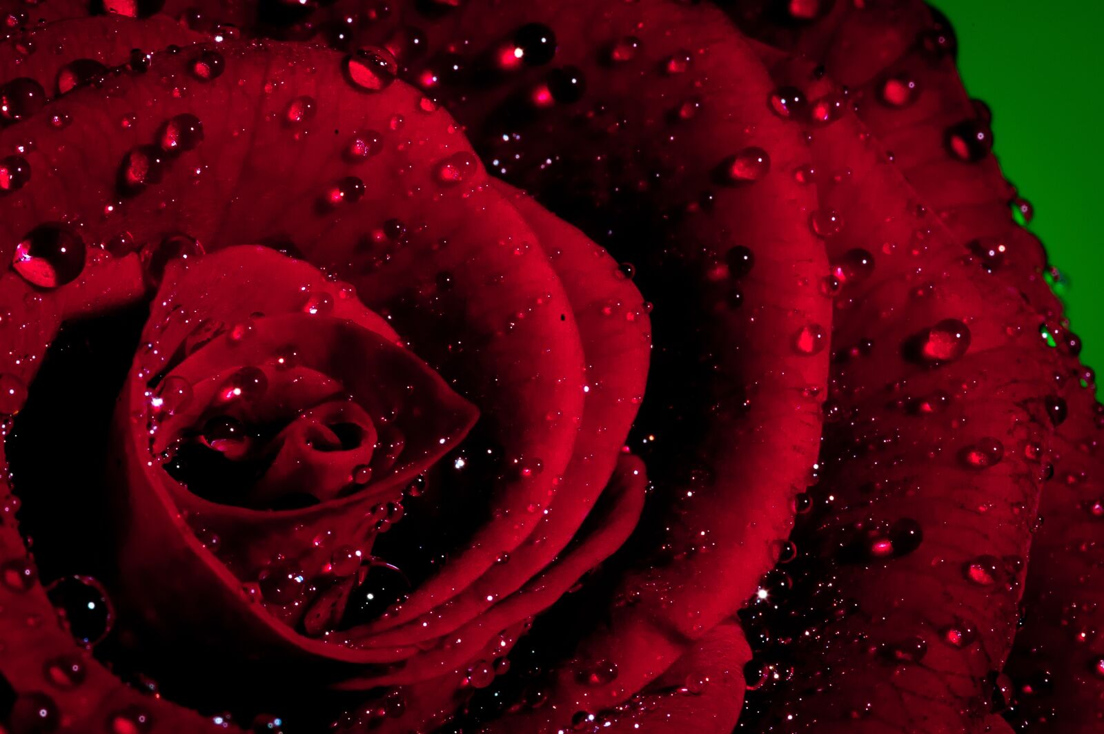Nikon D300 sample photo. Flower, macro, close up photography