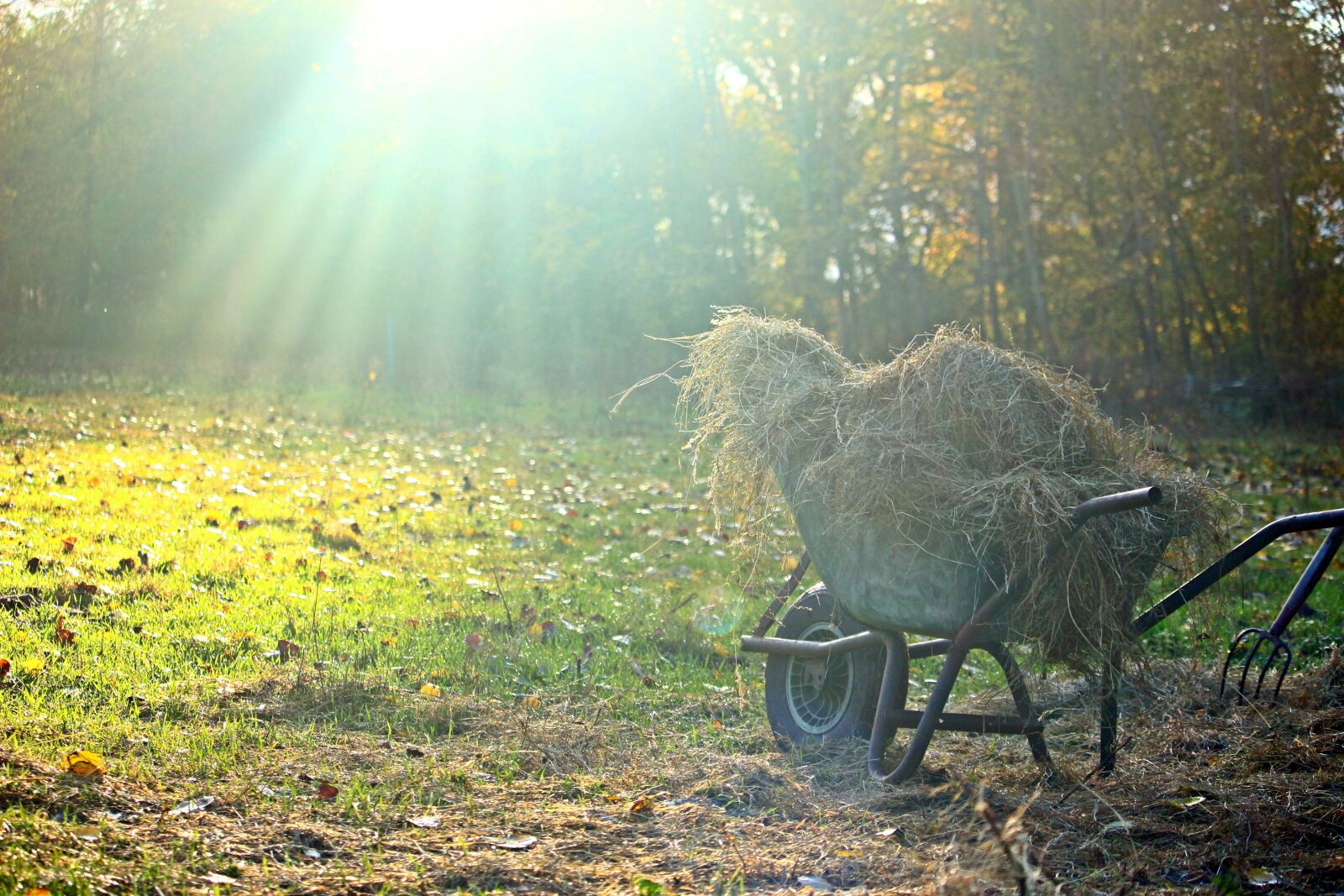 Canon EOS 100D (EOS Rebel SL1 / EOS Kiss X7) sample photo. Autumn, light, wheelbarrow photography