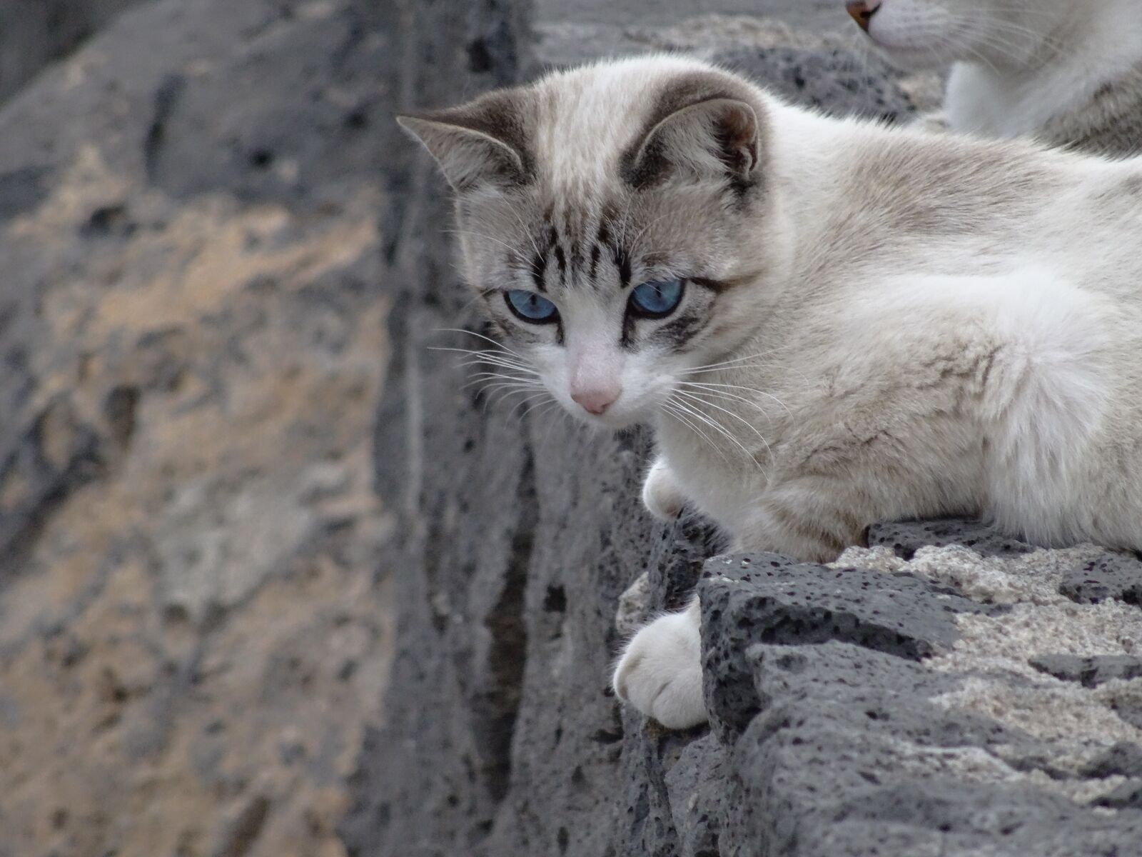Sony DSC-HX50 sample photo. Cat, siamese, blue eyes photography