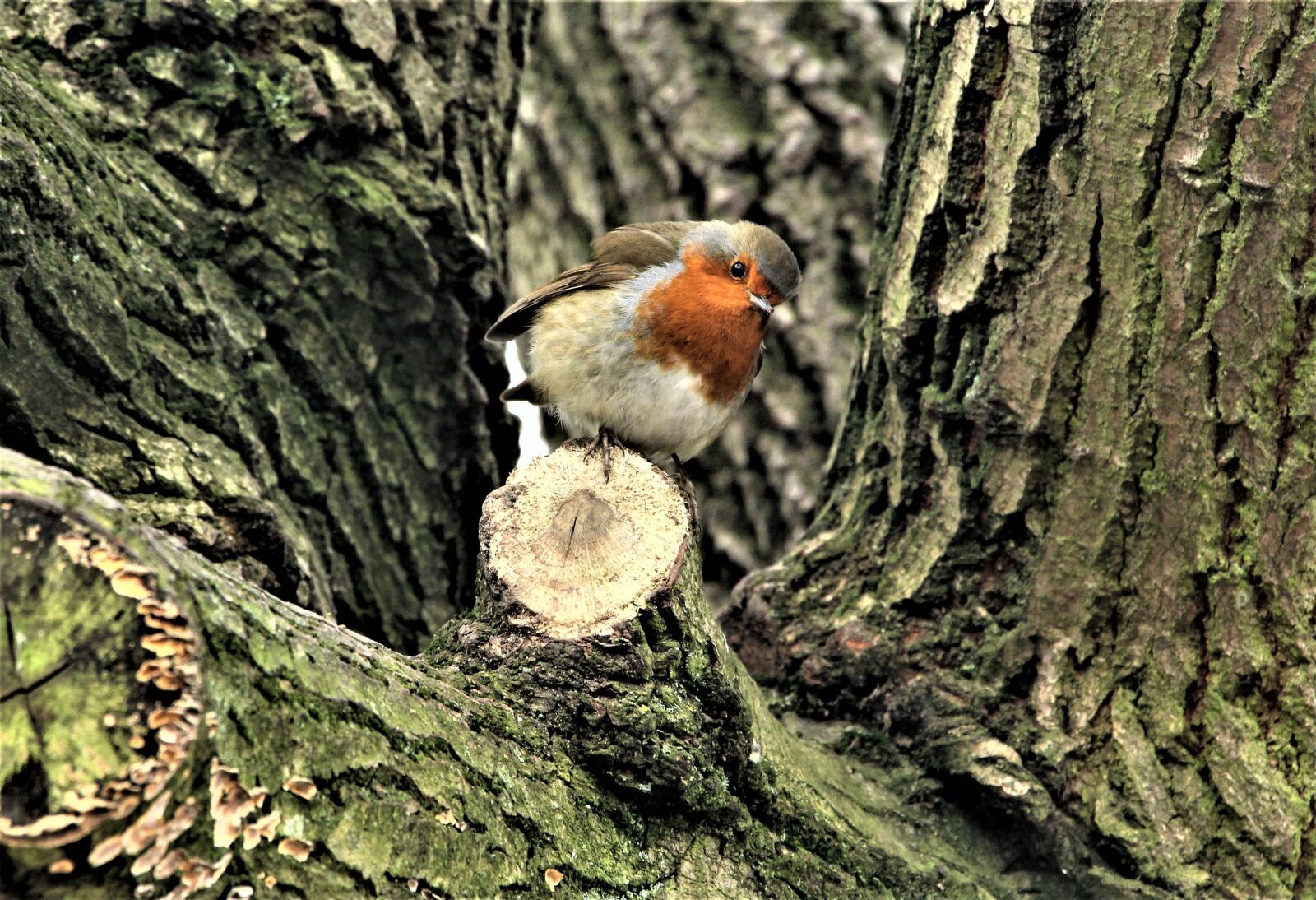 Canon EOS 4000D (EOS Rebel T100 / EOS 3000D) sample photo. Robin, robin redbreast, close photography
