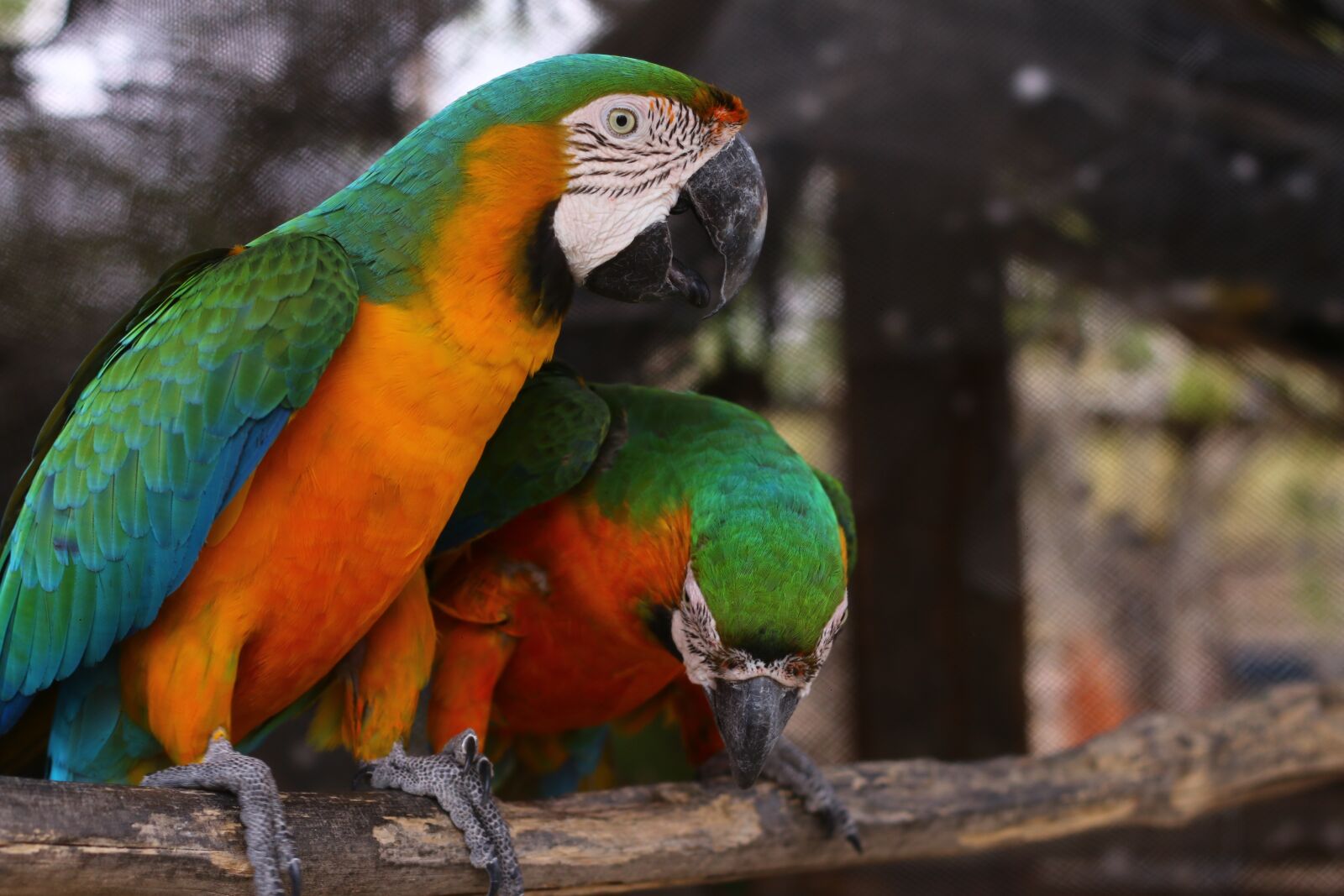 Canon EOS 70D + Canon EF 50mm F1.8 II sample photo. Parrot, animals, loro photography