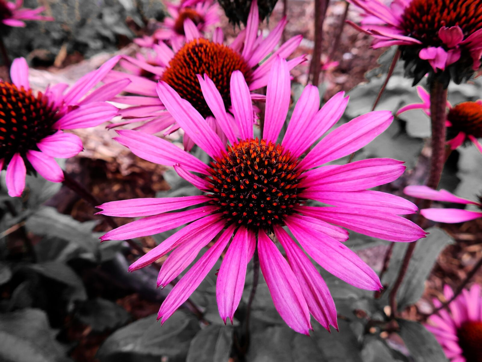 Nikon Coolpix P900 sample photo. Flowers, blossom, bloom photography
