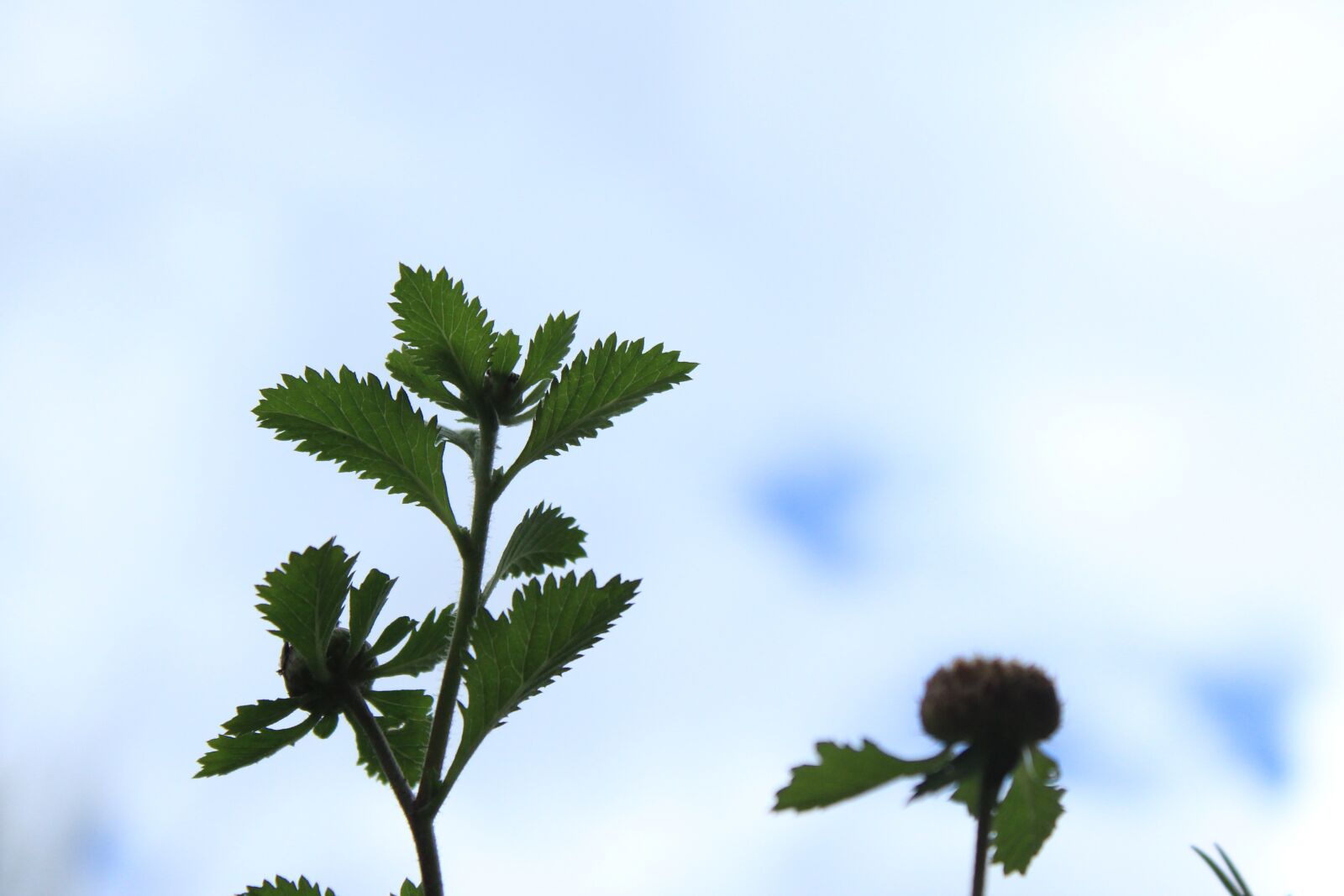 Canon EOS 1300D (EOS Rebel T6 / EOS Kiss X80) sample photo. Plant, nature, blur photography