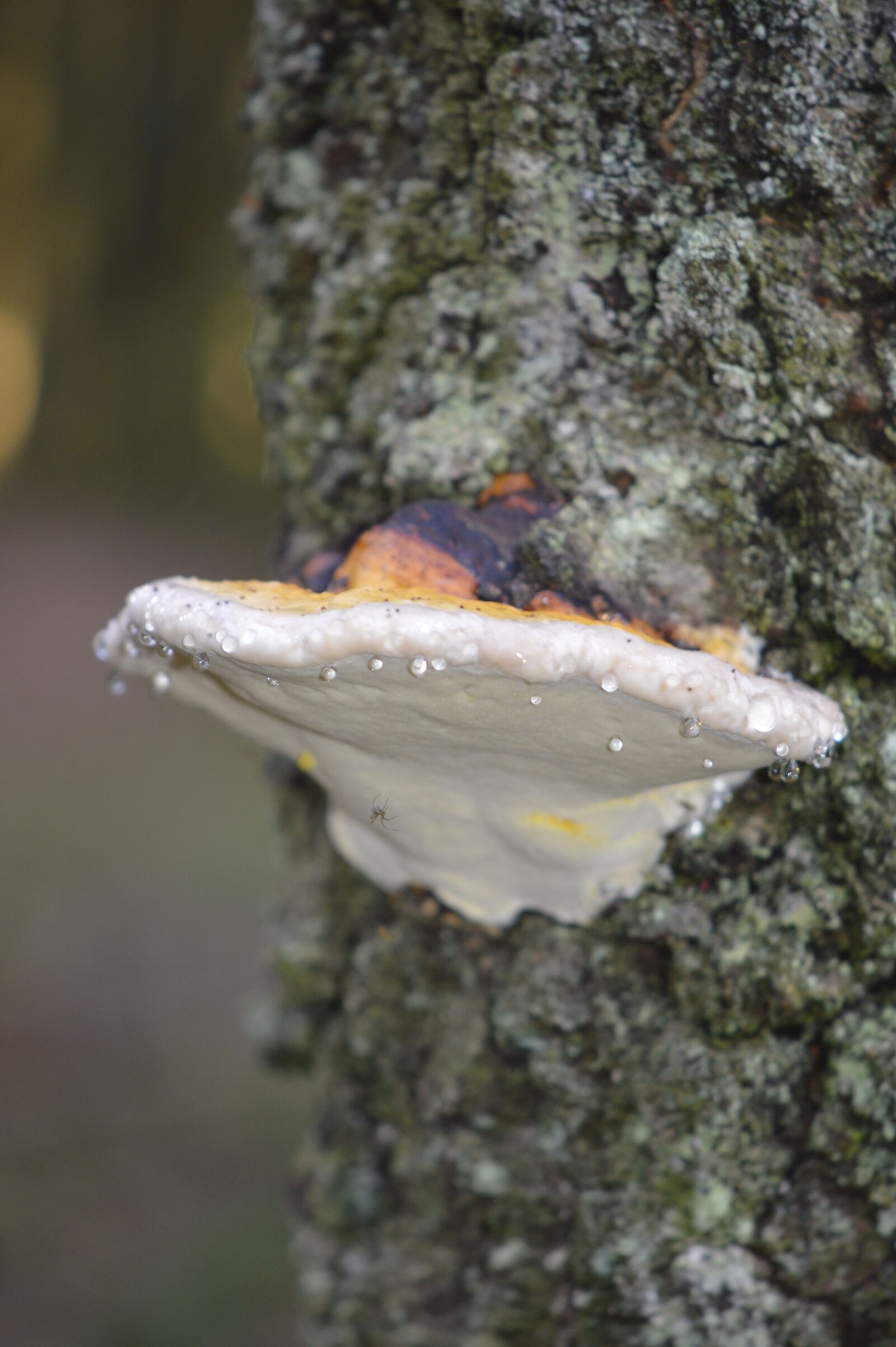 Nikon D3200 sample photo. Tree fungus, drop of photography
