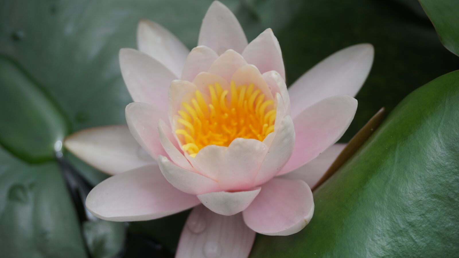 Sony a6000 sample photo. Flower, lotus, pink lotus photography