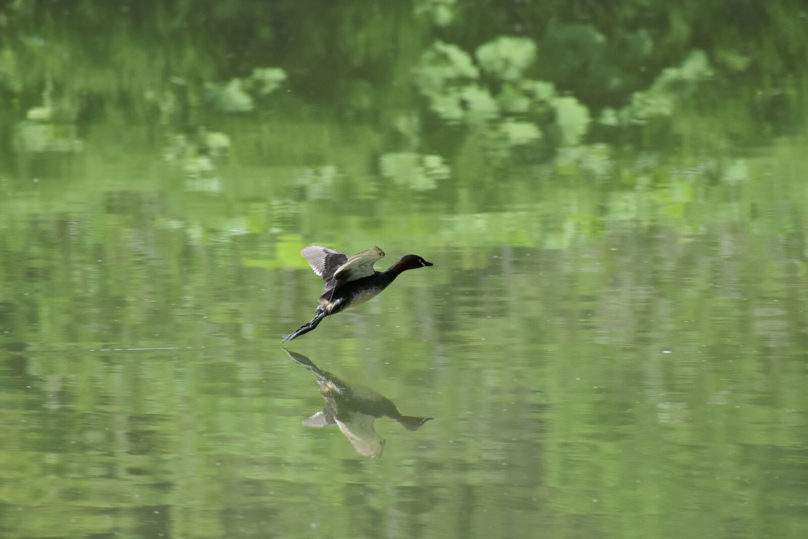 Nikon D7200 sample photo. Animal, pond, waterside photography