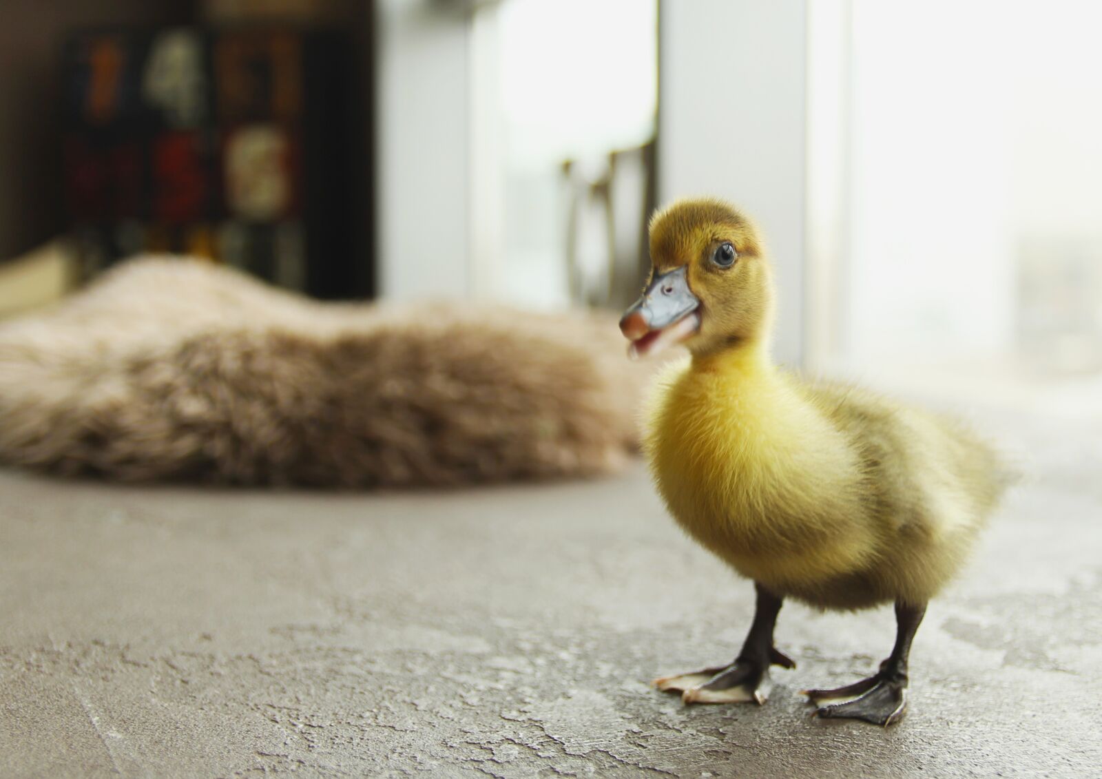Canon EOS 60D sample photo. Duckling, bird, birdie photography