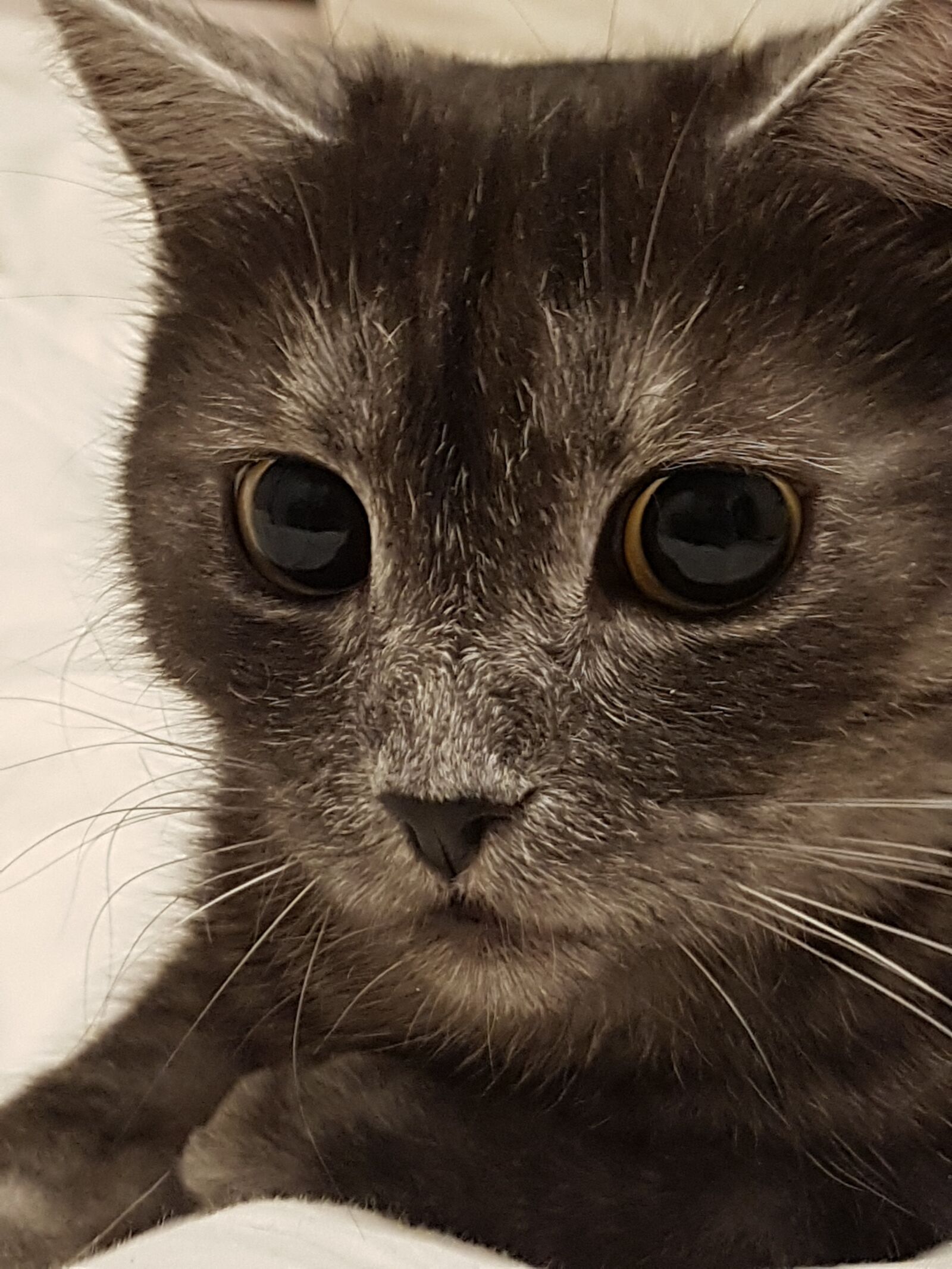 Samsung Galaxy S7 Edge sample photo. Cat, animals, mustache photography