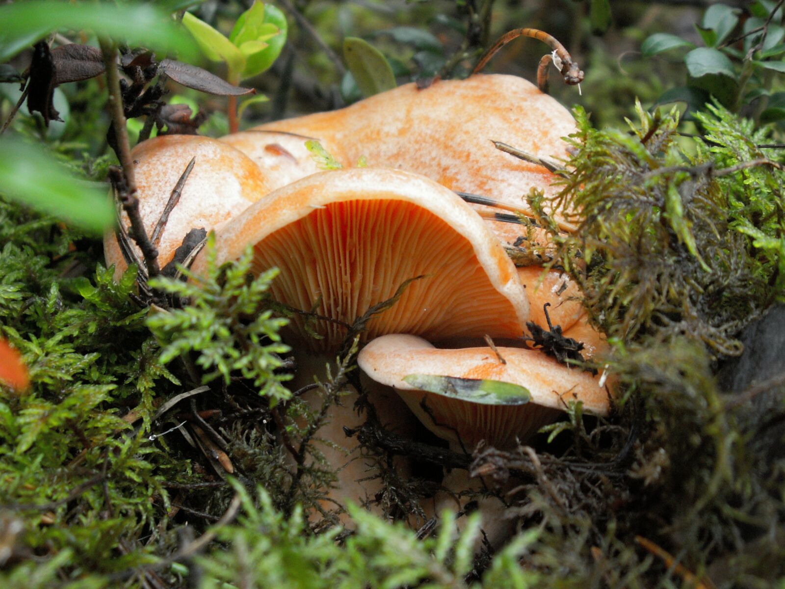 KONICA MINOLTA DiMAGE Z5 sample photo. Mushroom, mushrooms, nature photography